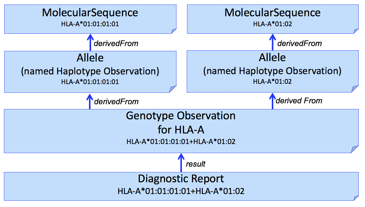 Genetic test report for HLA-A genotyping, with molecular sequence data used to derive each allele.